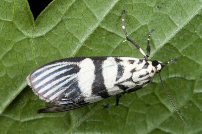 細紋黛齒螟 Heortia vitessoides 雄蟲