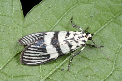 細紋黛齒螟 Heortia vitessoides 雄蟲