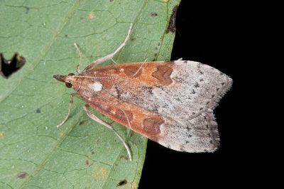 大禹嶺紅痣纓突野螟蛾 Udea stigmatalis tayulingensis 雄蟲
