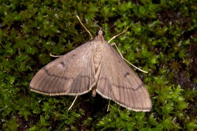 Bradina atopalis taiwanensis 雌蟲