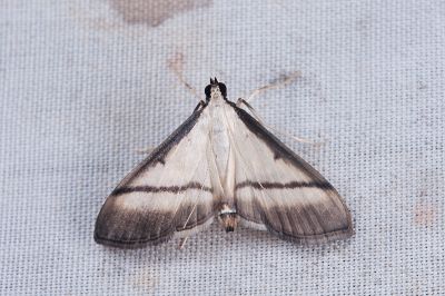 黑緣暗野螟蛾 Bradina diagonalis 雌蟲