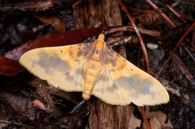 Pachynoa thoosalis 雄蟲