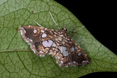 臺灣波水螟蛾 Paracymoriza taiwanalis 雄蟲