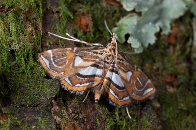 麗紋地棲水螟蛾 Paracymoriza cataclystalis 雄蟲