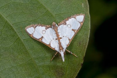 圓斑黃緣野螟蛾 Cirrhochrista brizoalis 雄蟲