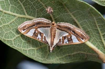 桑絹野螟蛾 Glyphodes pyloalis 雄蟲