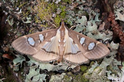 吉爾卡絹野螟蛾 Glyphodes chilka 雄蟲