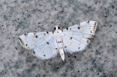 雙環捲野螟蛾 Pycnarmon meritalis 雄蟲