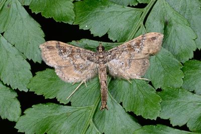 牽牛花水虹野螟蛾 Hydriris ornatalis 雄蟲