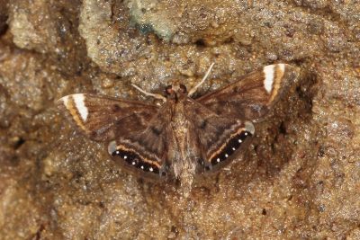 白線眼紋凹翅螟蛾 Eugauria albidentata 雄蟲