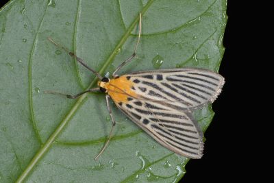 黃黑紋野螟蛾 Tyspanodes hypsalis 雄蟲