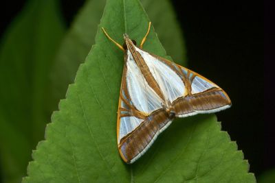 Agrioglypta eurytusalis 雄蟲