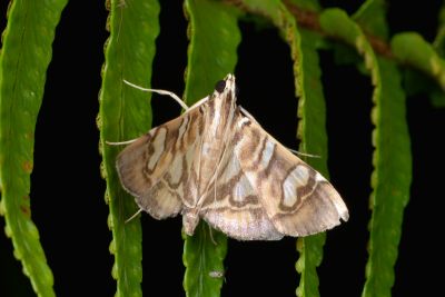 Chabula telphusalis 雄蟲