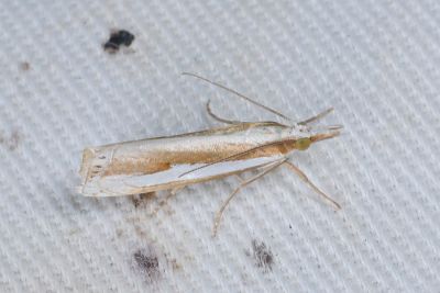 Crambus narcissus 雄蟲