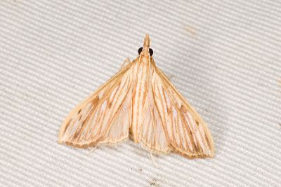 芝麻莢野螟蛾 Antigastra catalaunalis 雌蟲