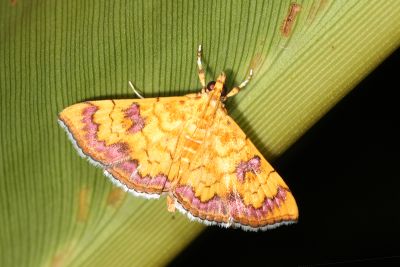 黃翅長距野螟蛾 Isocentris filalis 雌蟲