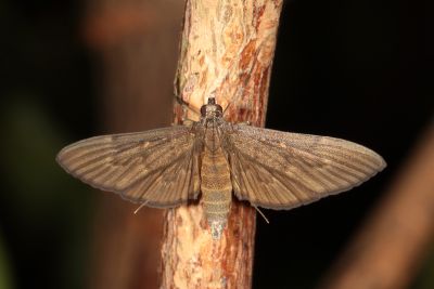 Tatobotys janapalis 雌蟲