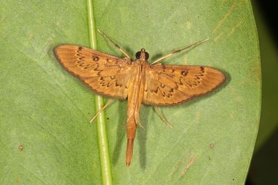 Tatobotys janapalis 雄蟲