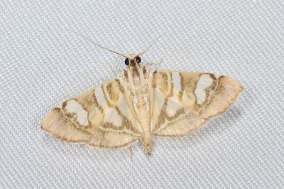 Chabula telphusalis 雄蟲
