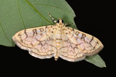 Haritalodes derogatus 雌蟲