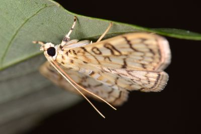Haritalodes derogatus 雌蟲
