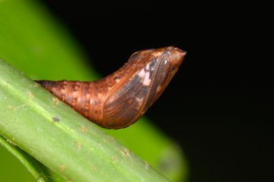 白線眼紋凹翅螟蛾 Eugauria albidentata