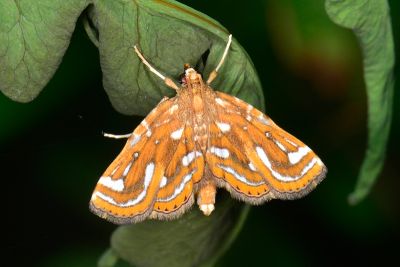 Cymoriza taiwanalis 雄蟲