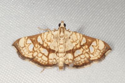 Chabula trivitralis 雌蟲