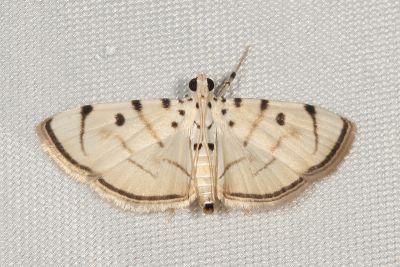 玉葉金花捲野螟蛾 Pycnarmon marginalis 雄蟲