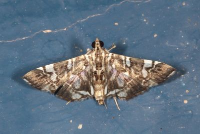 桂花野螟蛾 Chabula acamasalis 雌蟲