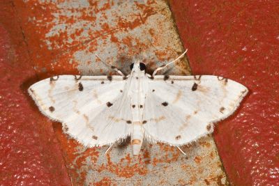 雙環捲野螟蛾 Pycnarmon meritalis