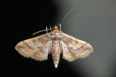 牽牛花水虹野螟蛾 Hydriris ornatalis 雌蟲
