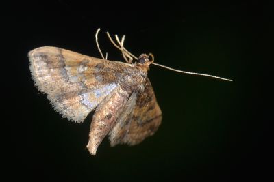 牽牛花水虹野螟蛾 Hydriris ornatalis 雌蟲