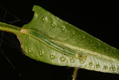 白線眼紋凹翅螟蛾 Eugauria albidentata