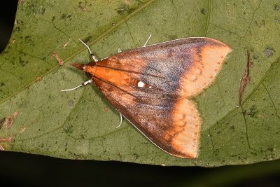 後泛黃麗斑野螟蛾 Lipararchis tranquillalis