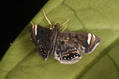 白線眼紋凹翅螟蛾 Eugauria albidentata 雌蟲