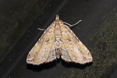 Elophila turbata 雌蟲