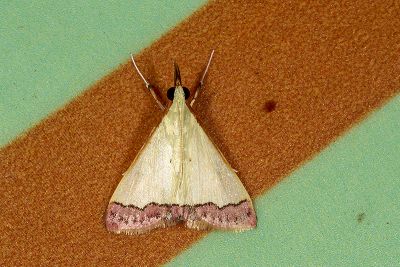Autocharis fessalis 性別不明