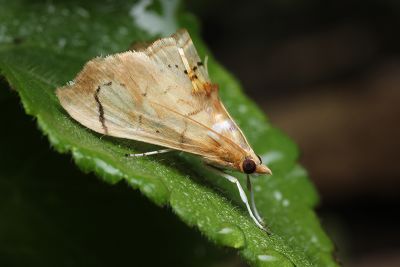 Discothyris ferruginata 雌蟲