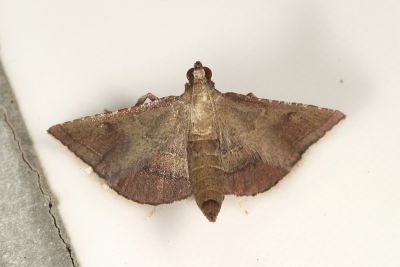 Endotricha theonalis 雌蟲