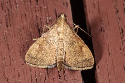 Endotricha theonalis 雄蟲