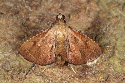Endotricha theonalis 雄蟲