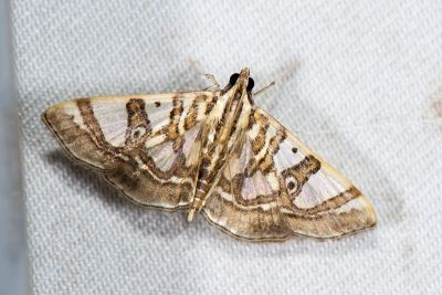 蓬萊絹野螟蛾 Glyphodes formosana 雄蟲