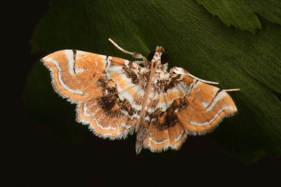 霧帶蕨螟蛾 Musotima suffusalis 雄蟲