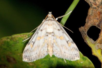 褐帶紋水螟蛾 Parapoynx crisonalis 雄蟲