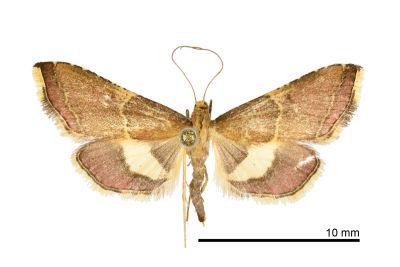 後黃帶歧角螟蛾 Endotricha metacuralis 雌蟲