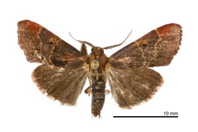 Sacada pyraliformis