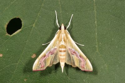華麗野螟蛾 Agathodes ostentalis 雄蟲