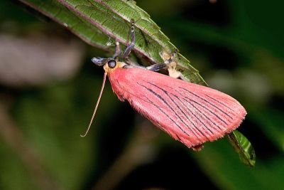 黑脈厚鬚螟蛾 Arctioblepsis rubida 雄蟲