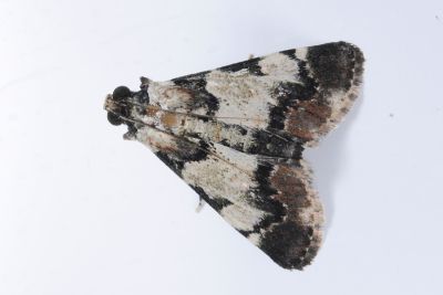Termioptycha albifurcalis 雄蟲